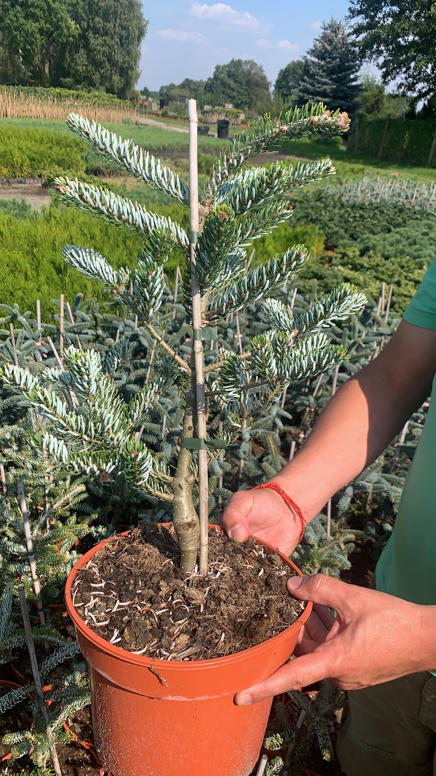 Пихта корейская Силберлок